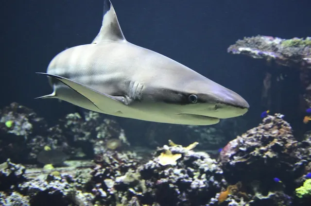 Shark Charm in 925