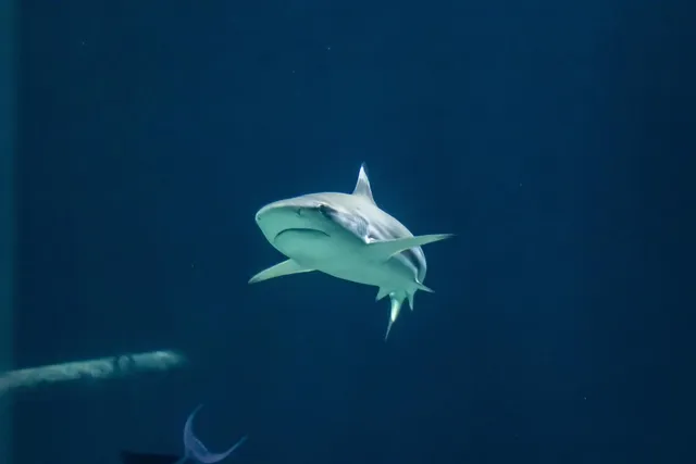 Shark Charm in 925